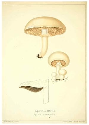 Seller image for Reproduccin/Reproduction 6028505069: Les champignons comestibles du Canton de Neucha^tel Neucha^tel :Socie?te? neuchateloise dutilite? publique,1861-1869 for sale by EL BOLETIN