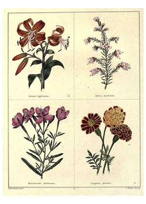 Image du vendeur pour Reproduccin/Reproduction 6028486725: The botanic garden London :Simpkin & Marshall,1825- mis en vente par EL BOLETIN