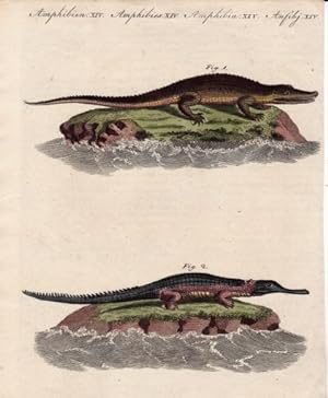 Zwei Darstellungen auf einem Blatt (1. Das Americanische Crokodil (Lacerta Aligator). 2. Der Gavi...