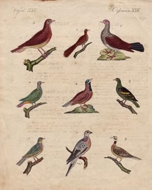 Imagen del vendedor de Tauben aus fremden Lndern. Neun Darstellungen auf einem Blatt (1. Wander Taube (Columna migratoria). 2. Die grne AmboinischeTaube (Columba viridis). 3. Die Martinikische Taube (Columba Martinica). 4. Die Turteltaube aus Jamaica (Turtur jamaicensis). 5. Die Papagey-Taube von den Philippinischen Inseln. 6. Die Ringel-Taube aus Cayenne. 7. Die Turtel-Taube aus Batavia. 8. Die Turtel-Taube aus Senegal oder der Turoco (Columha macroura). 9. Die Turtel - Taube aus St.Domingo).Kolorierter Kupferstich aus Bertuch. a la venta por Antiquariat Heinz Tessin