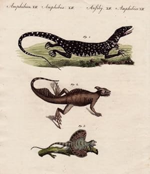 Drey merkwürdige Eidechsen-Arten. Drei Darstellungen auf einem Blatt (1. Der Wachhalter (Lacerta ...