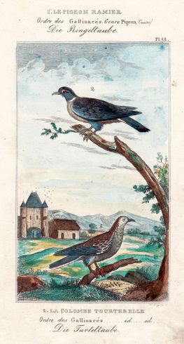 Imagen del vendedor de Die Ringeltaube (La Pigeon Ramier)- Die Turteltaube (La Colombe Tourterelle). Kolorierter Stahlstich aus Buffon. a la venta por Antiquariat Heinz Tessin