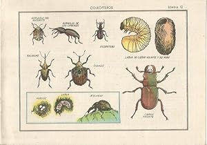 Imagen del vendedor de LAMINA 25475: Coleopteros, ciervo volante, cionus y gorgojos a la venta por EL BOLETIN