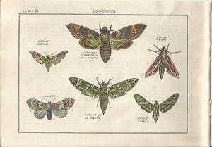 Imagen del vendedor de LAMINA 25484: Mariposa de la muerte, lagarta y esfinjes a la venta por EL BOLETIN