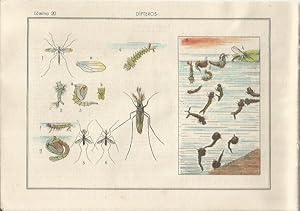 Imagen del vendedor de LAMINA 25481: Dipteros a la venta por EL BOLETIN