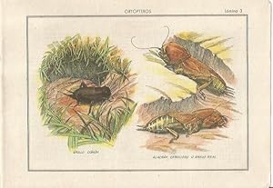 Imagen del vendedor de LAMINA 25466: Ortopteros, grillo comun y alacran cebollero a la venta por EL BOLETIN