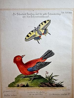 Bild des Verkufers fr Der Scharlach Sperling und der gelbe Schmetterling mit dem Schwalbenschwanz. Passer ruber. Le Moineau ecarlat. Altkolorierter Kupferstich, Tafel XXXIII ( 33 ). zum Verkauf von Antiquariat Friederichsen