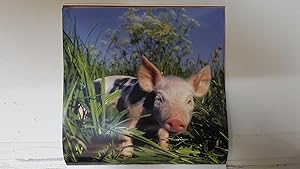 Calendario / Kalender / Calendrier / Calendar: 2011 : Pigs (cerdos) - lamina 04