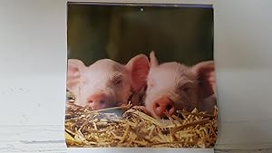 Calendario / Kalender / Calendrier / Calendar: 2011 : Pigs (cerdos) - lamina 05