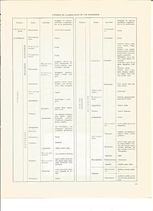 Bild des Verkufers fr LAMINA V00433: Cuadro clasificacion de los mamiferos zum Verkauf von EL BOLETIN