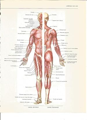 LAMINA V00488: Musculos del cuerpo humano