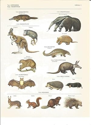 Bild des Verkufers fr LAMINA V00447: Especies de cordados, mamiferos zum Verkauf von EL BOLETIN
