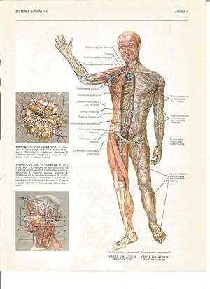 Imagen del vendedor de LAMINA V00425: Sistema linfatico del cuerpo humano a la venta por EL BOLETIN