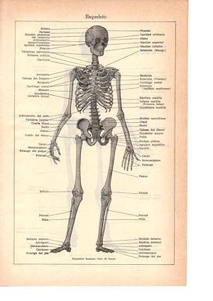LAMINA 39065: Esqueleto humano