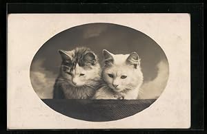 Bild des Verkufers fr Ansichtskarte Zwei junge Katzen blicken in die Welt zum Verkauf von Bartko-Reher