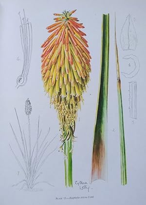 The South African Species of Kniphofia