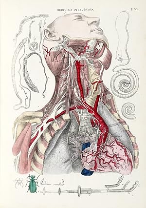 Immagine del venditore per MEDICINA (LA) Pittoresca. Museo Medico-Chirurgico ossia Raccolta completa di tavole litografiche colorate, di Anatomia Generale descrittiva, Patologia e Chirurgia.Con un testo esplicativo esteso.Opera tradotta dal Francese arrichhita di note e di molti articoli nuovi da F. D'Ippolito. venduto da Libreria Antiquaria Gonnelli