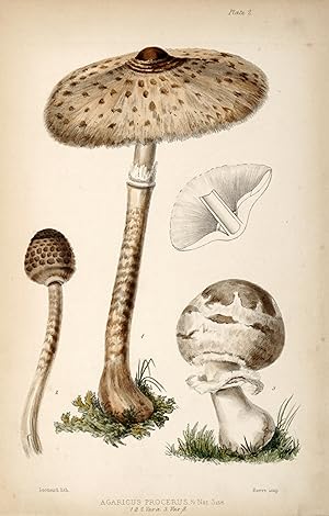 A Treatise on the Esculent Funguses of England.