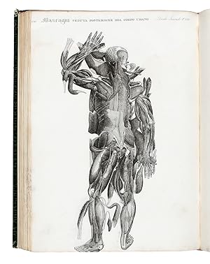 Immagine del venditore per Anatomia universale, rappresentata con tavole in rame ridotte a minori di quella della grande edizione pisana da Antonio Serantoni, disegnatore, incisore e modellatore di cera. venduto da Libreria Antiquaria Gonnelli