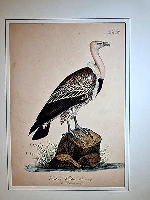 Vultur Kolbii ( Latham ) ( Senckenbergische Naturforschende Gesellschaf ). Altkolorierte Lithogra...