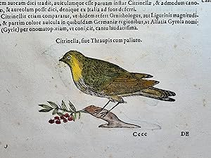 Citrinella. ( = Goldammer ). Altkolorierter Holzschnitt mit lateinischem Text aus *Historia Natur...