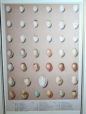 Bird eggs ( Vogeleier ). Altkolorierte Lithographie von H. Grönvold aus A. G. Butler *Birds of Gr...