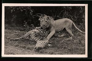 Bild des Verkufers fr Foto-Ansichtskarte Lwin mit gerissenem Zebra zum Verkauf von Bartko-Reher