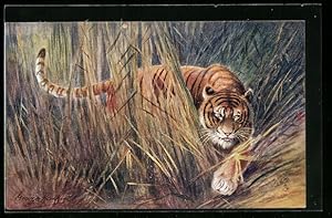 Bild des Verkufers fr Ansichtskarte Tigerin schleicht durch hohes Gras zum Verkauf von Bartko-Reher