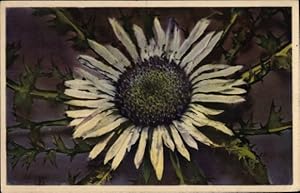 Bild des Verkufers fr Ansichtskarte / Postkarte Carlina acaulis, Silberdistel, Nenke und Ostermaier Serie 629 No. 1752, Photochromie zum Verkauf von akpool GmbH