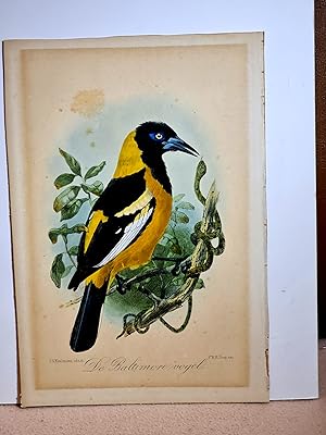 Seller image for Der Baltimorevogel. Chromolithographie nach Trap von Keulemans wohl aus Dresser *History of the Birds of Europe* ( 1871 - 1896 ). for sale by Antiquariat Friederichsen