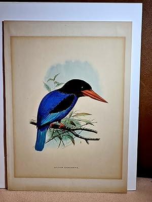 Halcyon Cyanoventris ( = Javaliest - kingfisher - Eisvogel ). Chromolithographie aus Dresser *His...