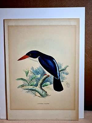 Caridonax Fulgidus ( = Kingfisher, Eisvogel ). Chromolithographie aus Dresser *HIstory ot the Bir...
