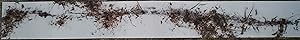 Seller image for Fallen Blooms (exhibition announcement for Cai Guo-Qiang) for sale by DR Fine Arts