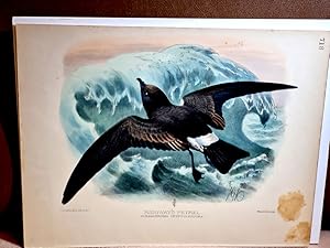 Seller image for Ridgway`s Petrel - Oceanodroma Cryptoleugicura ( = Sturmvogel ). Chromolithographie von Keulemans wohl aus Dresser *History of the Birds of Europe* ( 1871 - 1896 ). for sale by Antiquariat Friederichsen