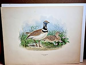 Seller image for Little Bustard - Otis Tetrax ( Plate 106 ) ( = Zwergtrappe ). Chromolithographie von Keulemans wohl aus Dresser *History of the Birds of Europe* ( 1871 - 1896 ). for sale by Antiquariat Friederichsen