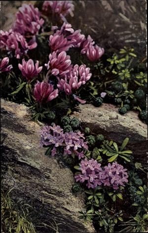 Bild des Verkufers fr Ansichtskarte / Postkarte Nenke und Ostermaier 515, Photochromie, Trifolium alpinum zum Verkauf von akpool GmbH