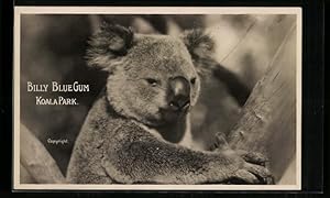 Seller image for Ansichtskarte Koala an einem Kletterbaum im Koala Park, Billy Blue Gum for sale by Bartko-Reher
