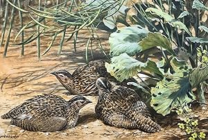 INGRID WEIERSBYE - QUAILS IN AN OLD FIELD [Gouache and watercolour]