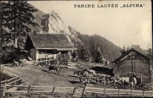 Ansichtskarte / Postkarte Rinder auf der Alm im Gebirge, Reklame, Farine Lactee Alpina, Petrus Ap...