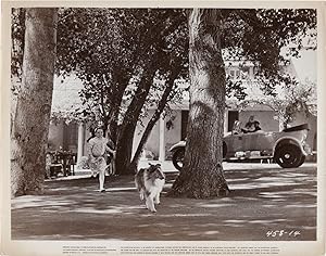 Seller image for Lad: A Dog (Four original photographs from the 1962 film) for sale by Royal Books, Inc., ABAA