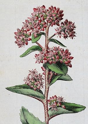 SEDUM TELEPHIUM Curtis Large Antique Botanical Print Flora Londinensis 1777