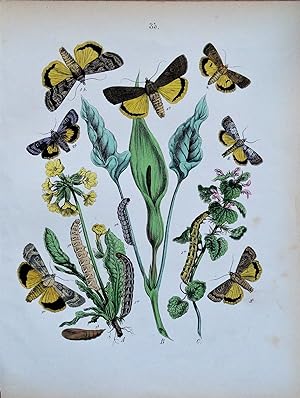 AGROTIDAE MOTHS & CATERPILLARS Original Hand Coloured Antique Print 1889