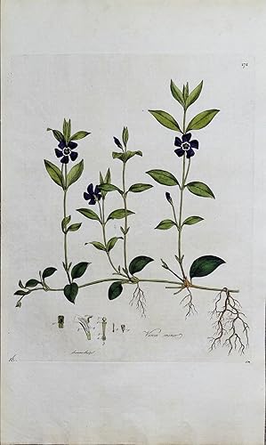SMALL PERIWINKLE Curtis Large Antique Botanical Print Flora Londinensis 1777