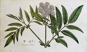 SAMBUCUS DWARF ELDER Curtis Large Antique Botanical Print Flora Londinensis 1777