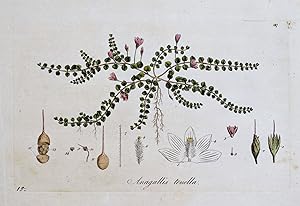 BOG PIMPERNEL Curtis Large Antique Botanical Print Flora Londinensis 1777