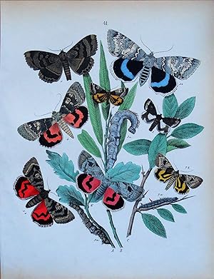 MOTHS BLUE, RED, ROSY UNDERWING, Etc. Original Hand Coloured Antique Print 1889