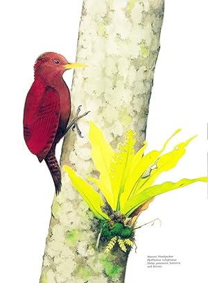 Seller image for Life of the Woodpecker. Illustrated by Dana Gardner for sale by Libreria Alberto Govi di F. Govi Sas