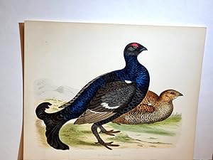 Image du vendeur pour Black Grouse ( = Birkhuhn ). Handkolorierte Lithographie auf strkerem Papier wohl um 1891. mis en vente par Antiquariat Friederichsen