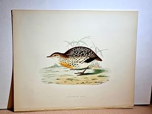 Image du vendeur pour Andalusian Quail ( = Wachtel ). Handkolorierte Lithographie auf strkerem Papier wohl um 1891. mis en vente par Antiquariat Friederichsen