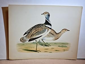 Image du vendeur pour Little Bustard ( = Zwergtrappe ). Handkolorierte Lithographie auf strkerem Papier wohl um 1891. mis en vente par Antiquariat Friederichsen